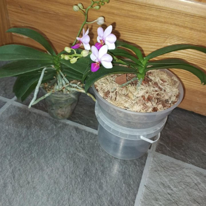 Орхидея Lius Berry