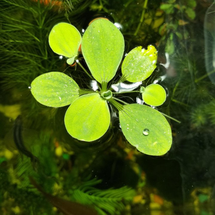 Пистия. Растение с поверхности аквариума.