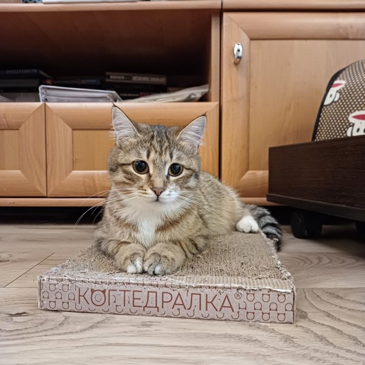 Отдам в добрые руки котёнка