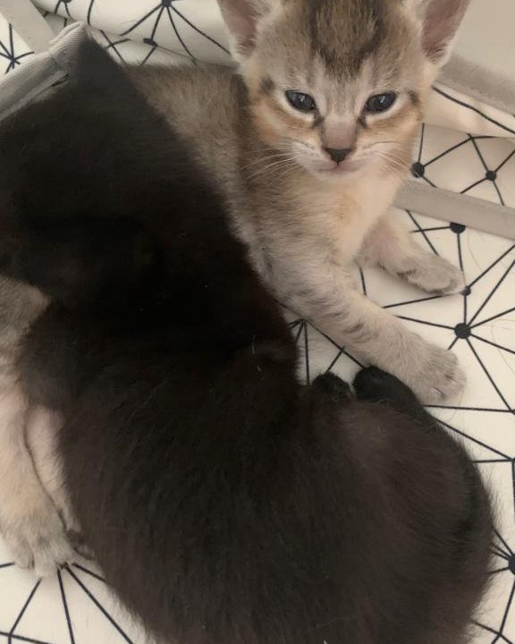 Котята Чаузи Chausie kittens