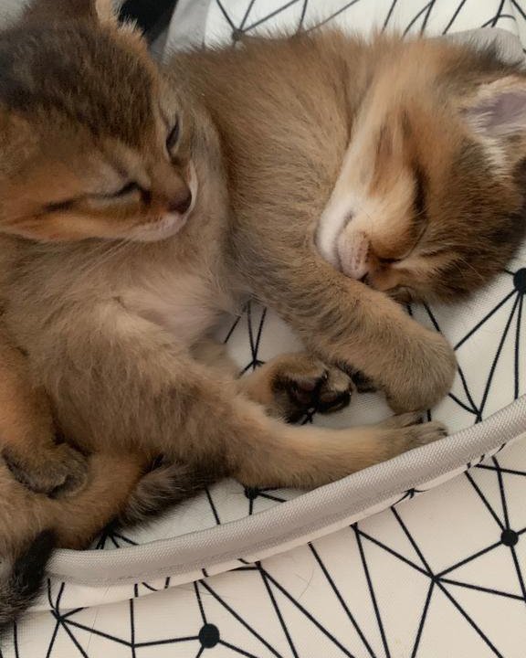 Котята Чаузи Chausie kittens