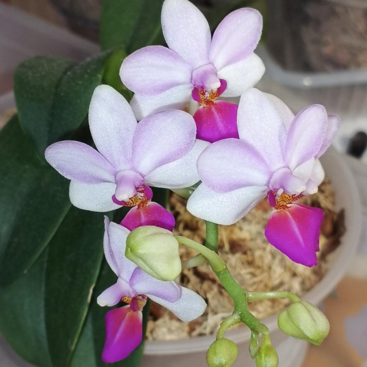 Орхидея Lius Berry