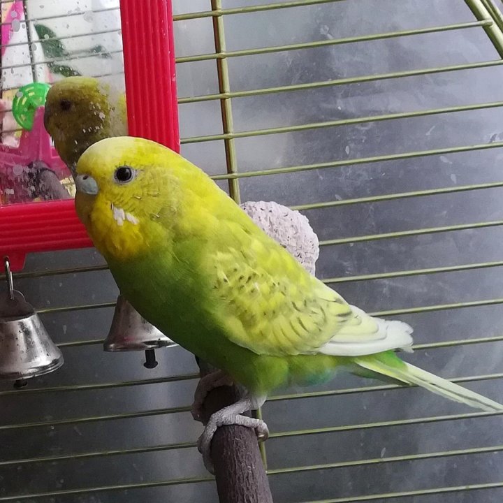 Волнистый попугай самец 1 год