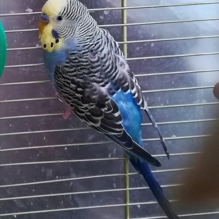 Волнистый попугай самец 1 год