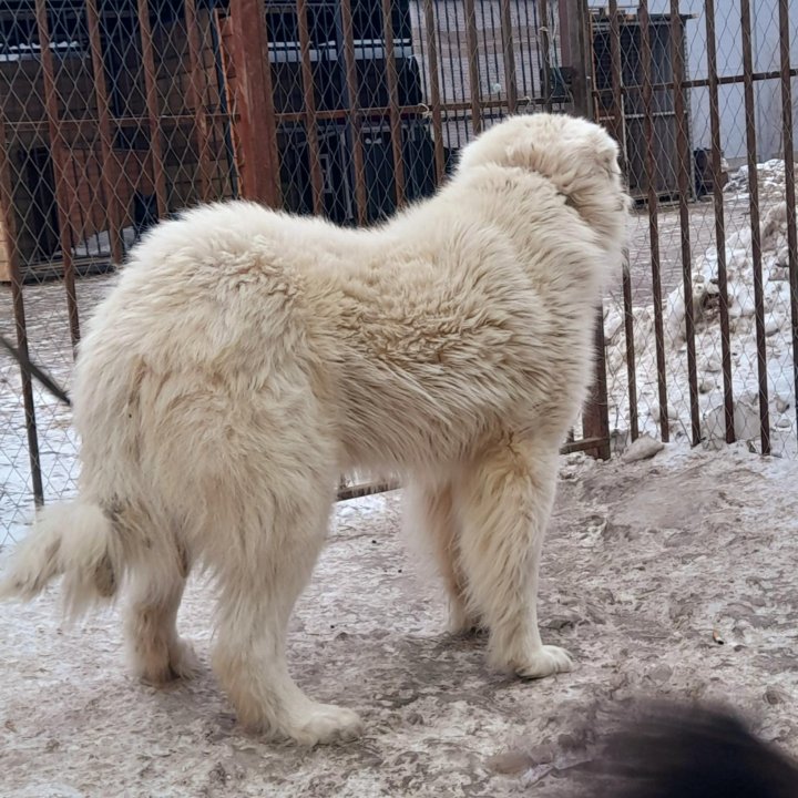 Кавказские Овчарки из Приюта.