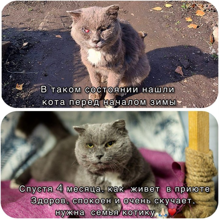 Базилио - кот который много натерпелся....