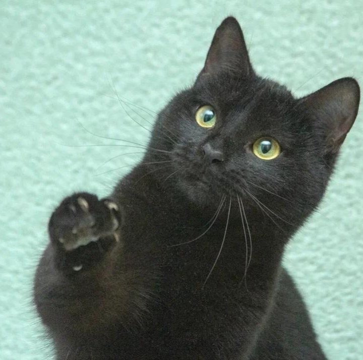 Чёрная котодевочка в добрые руки