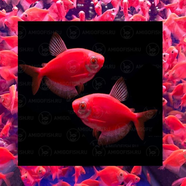 Тернеция Красная GloFish стайная мирная рыбка