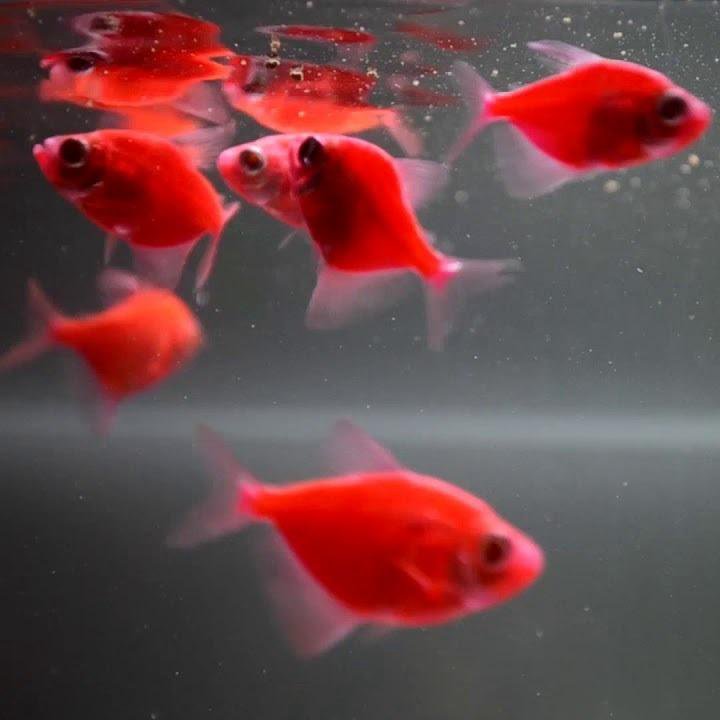 Тернеция Красная GloFish стайная мирная рыбка