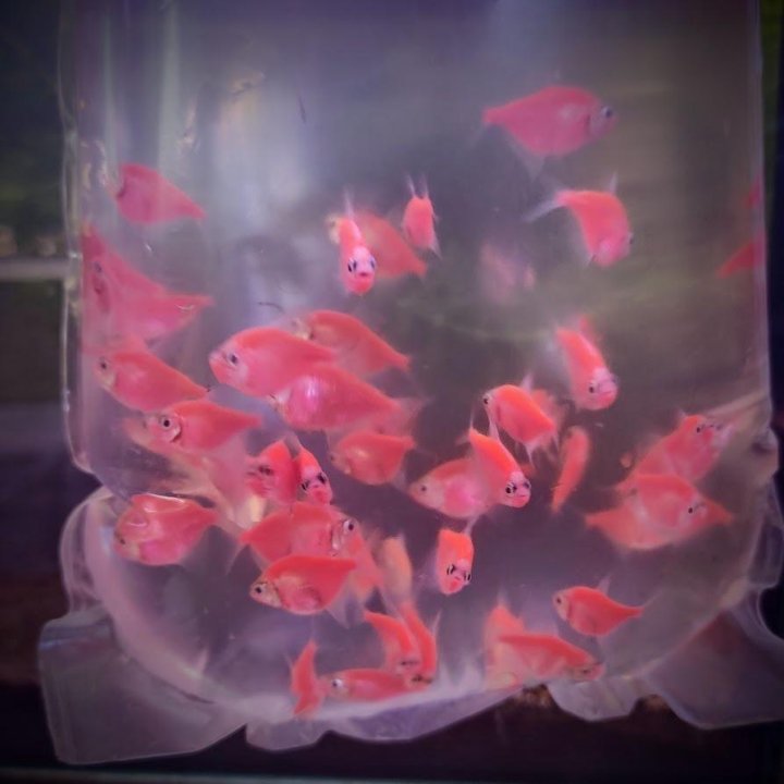 Тернеция Красная GloFish стайная мирная рыбка