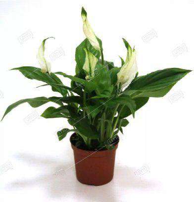 Спатифиллум Перл Купидо Spathiphyllum Pearl Cupido 45/15