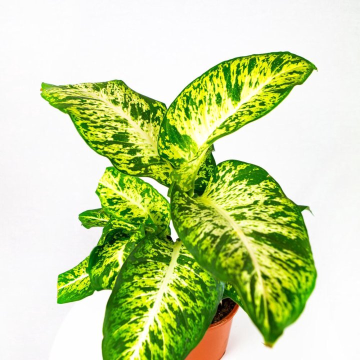 Диффенбахия Марс Dieffenbachia Mars 60/17