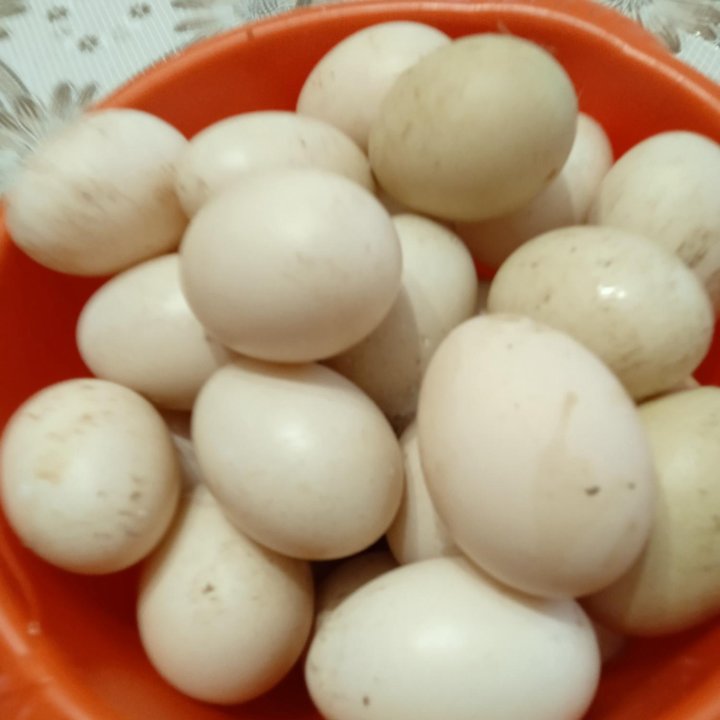 Яйца индоуток