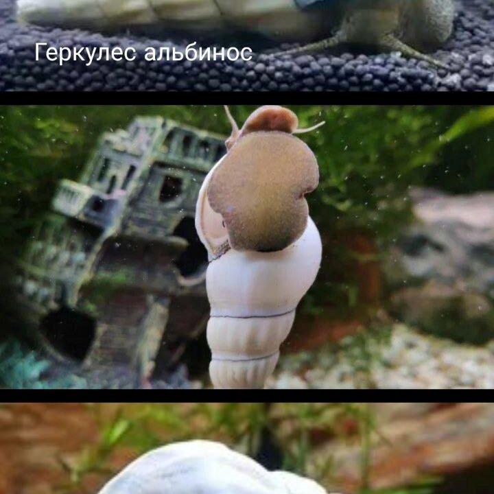 Геркулес альбинос улитка