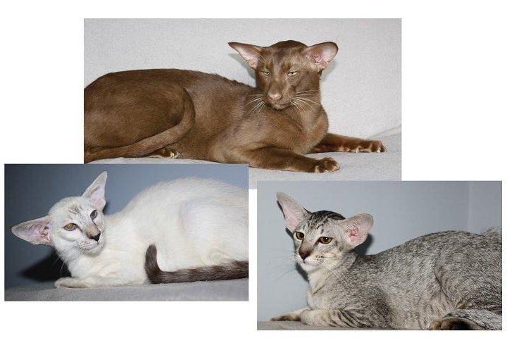 Ориентальные и сиамские взрослые кошки