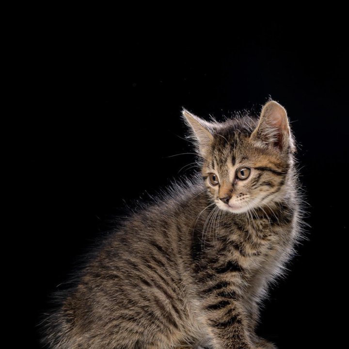 Котята курильского бобтейла