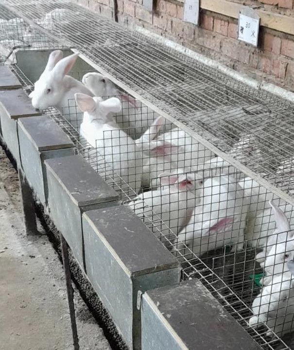 Кролики мясных пород паноны