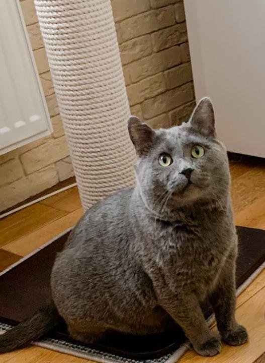 Русский голубой кот Серый в дар