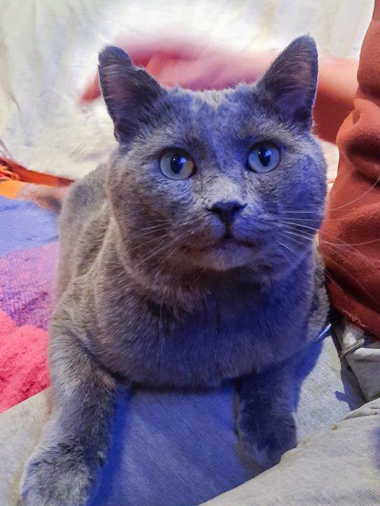 Русский голубой кот Серый в дар