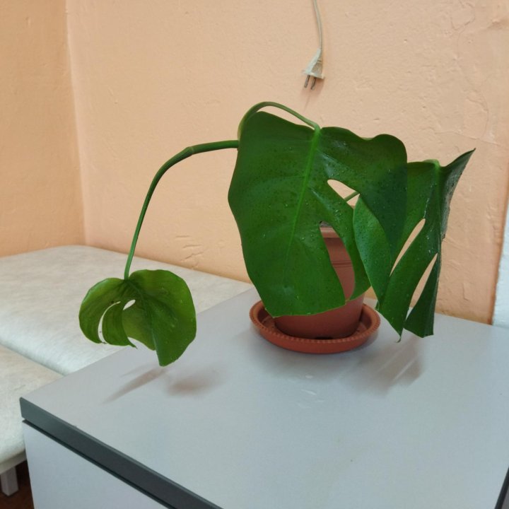 Декоративнолиственное комнатное растение Монстера