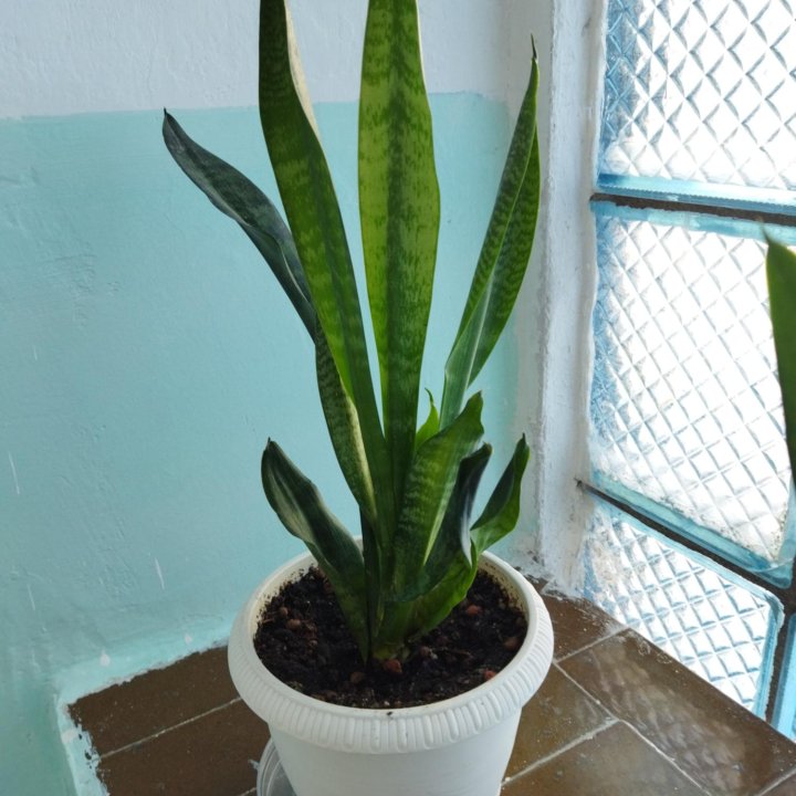 Комнатное растение