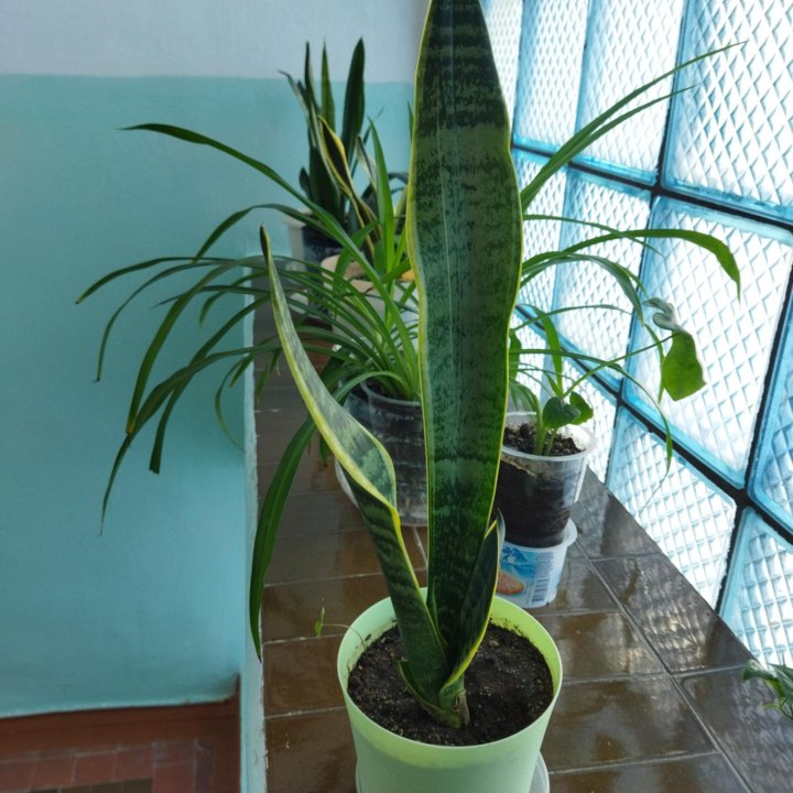 Комнатное растение