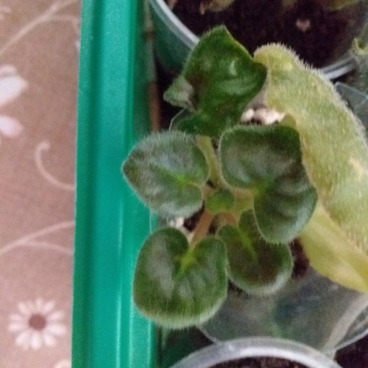 Фиалки,детки