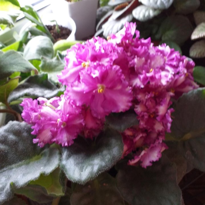 Фиалки,детки