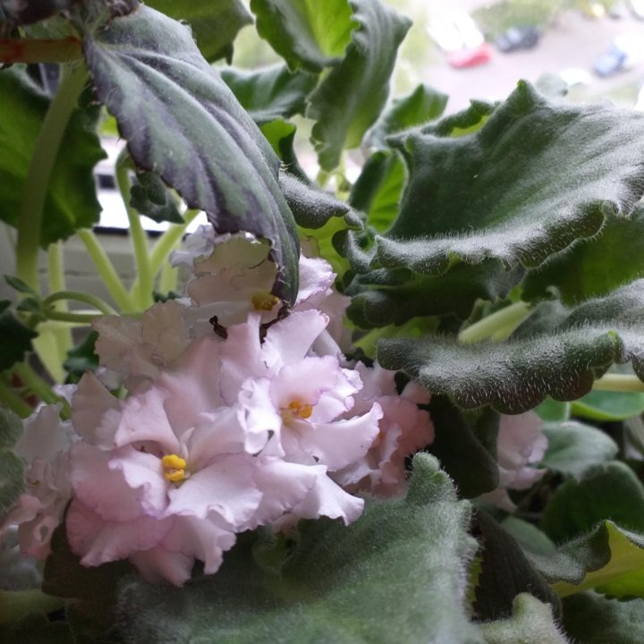 Фиалки,детки