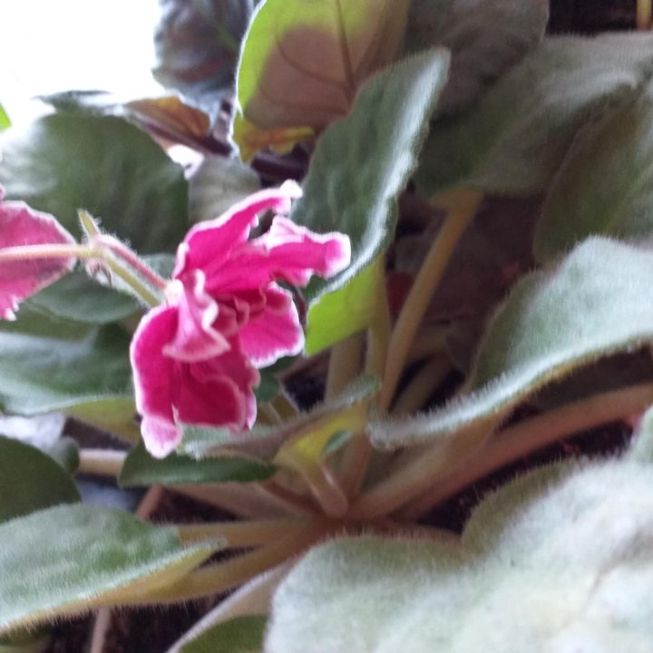 Фиалки,детки