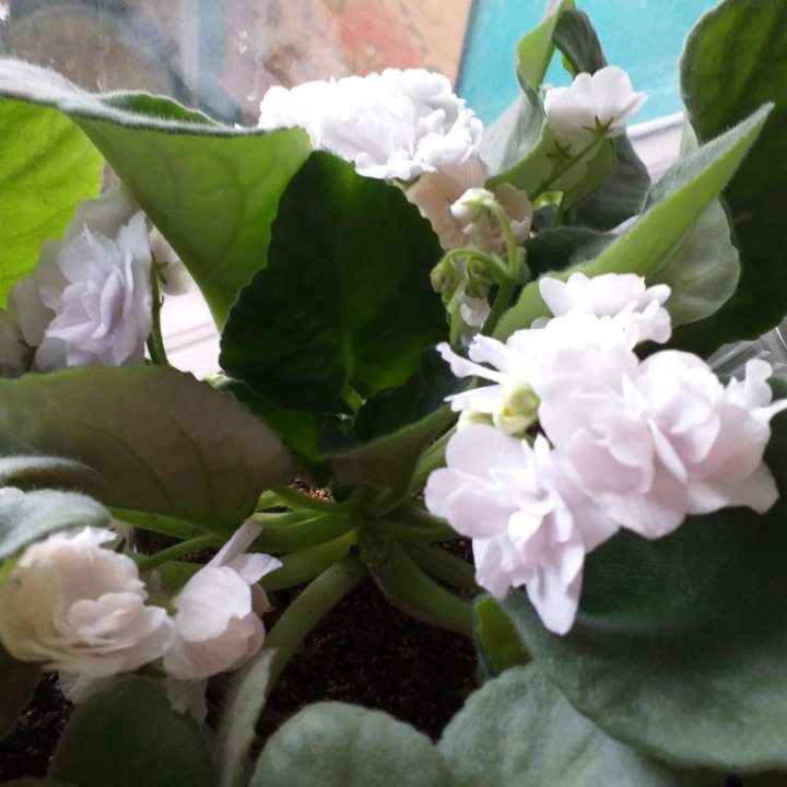 Фиалки,детки