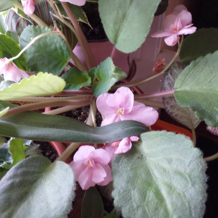 Фиалки,детки