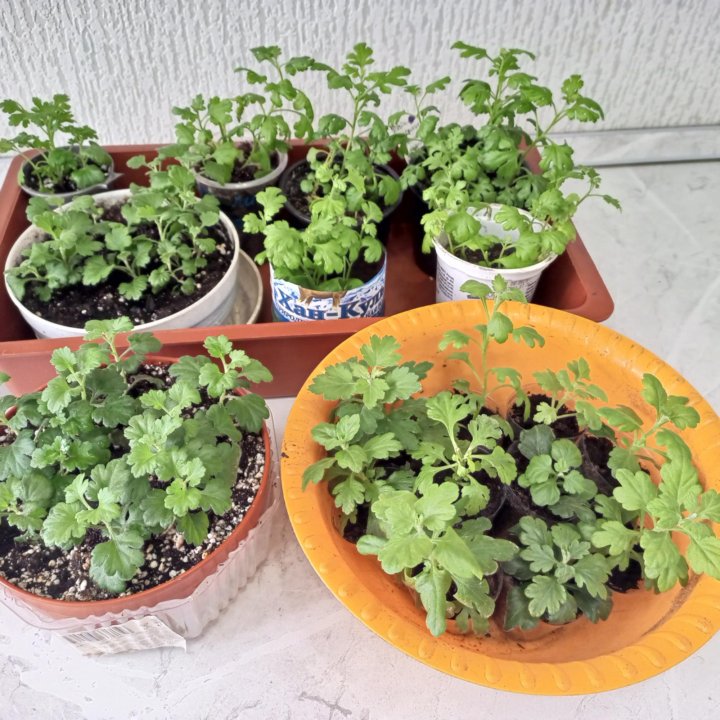 Хризантемы Мульти