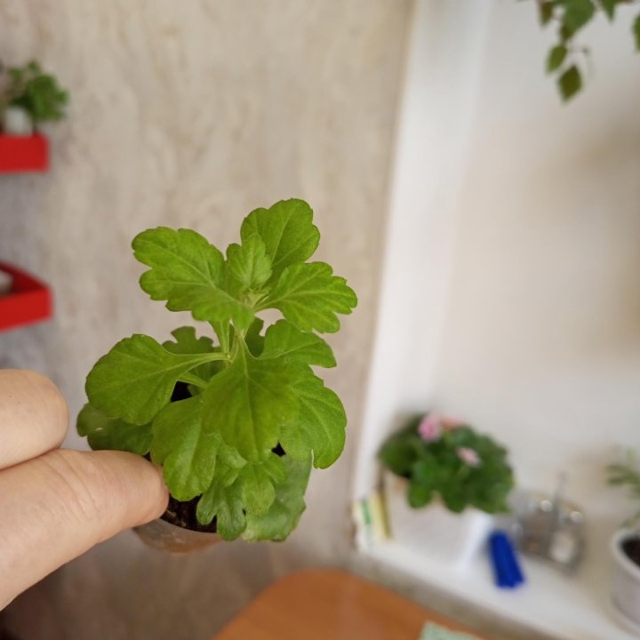 Хризантемы Мульти