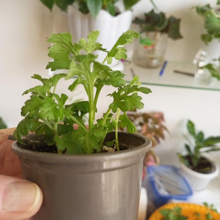 Хризантемы Мульти