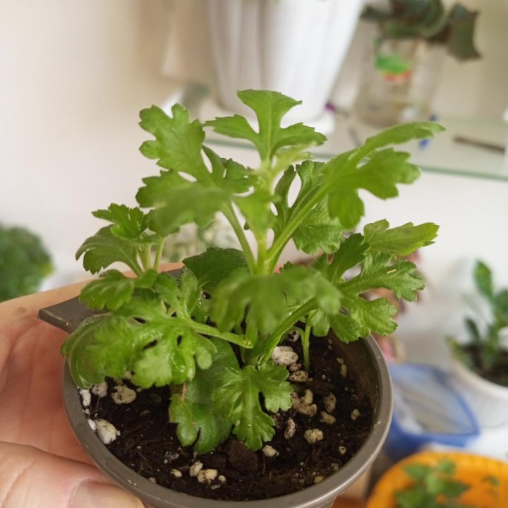 Хризантемы Мульти