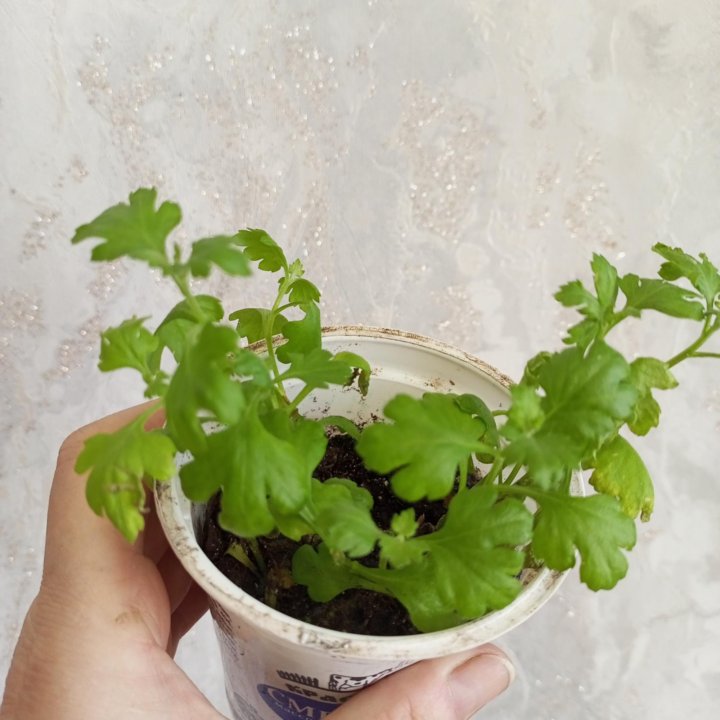 Хризантемы Мульти