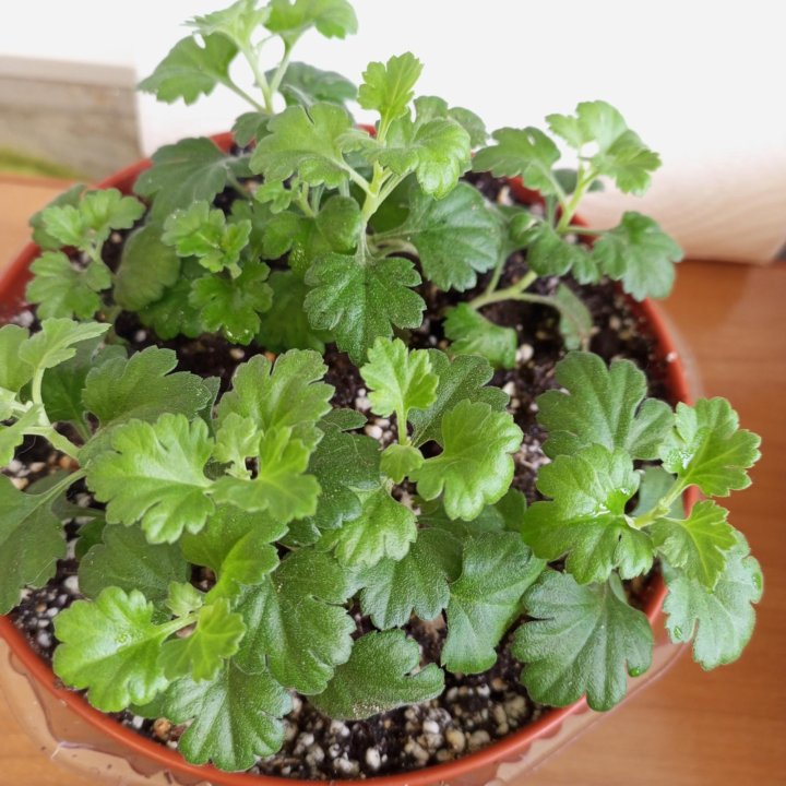 Хризантемы Мульти