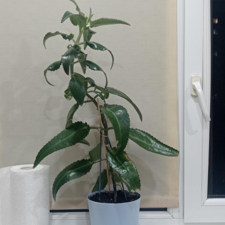 Каланхоэ лечебный