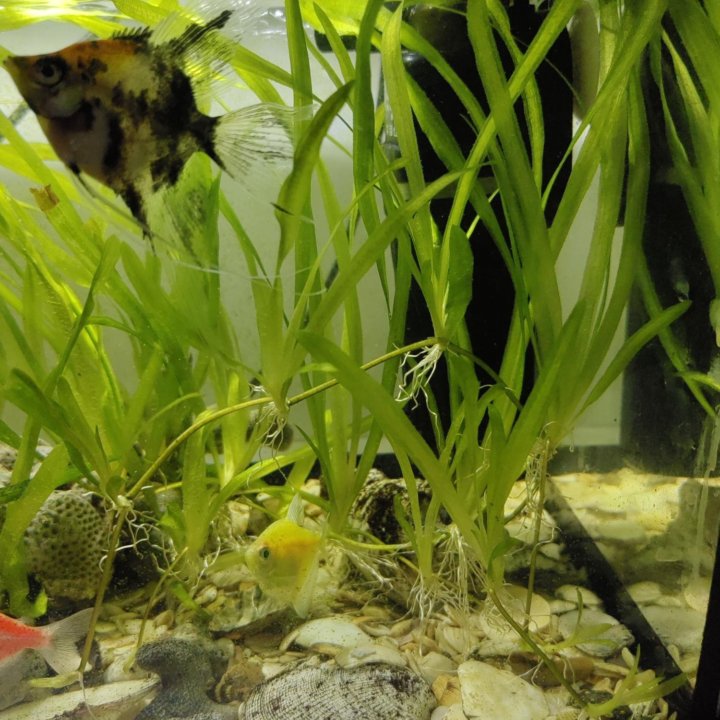 Валлиснерия гигантская водоросли для аквариума