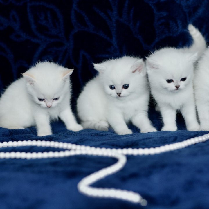 Британские белые котята