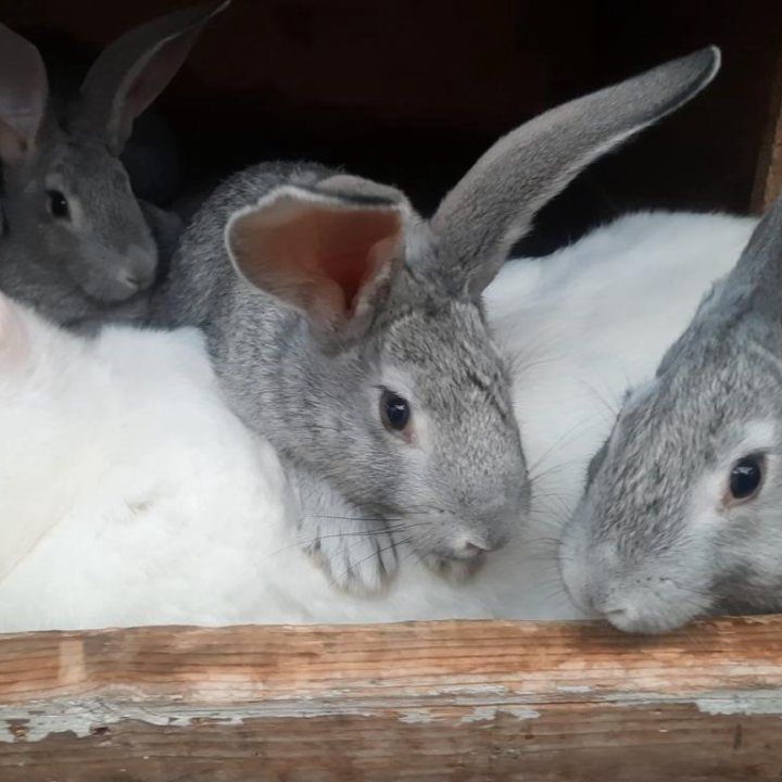Кролики помесные мясных пород