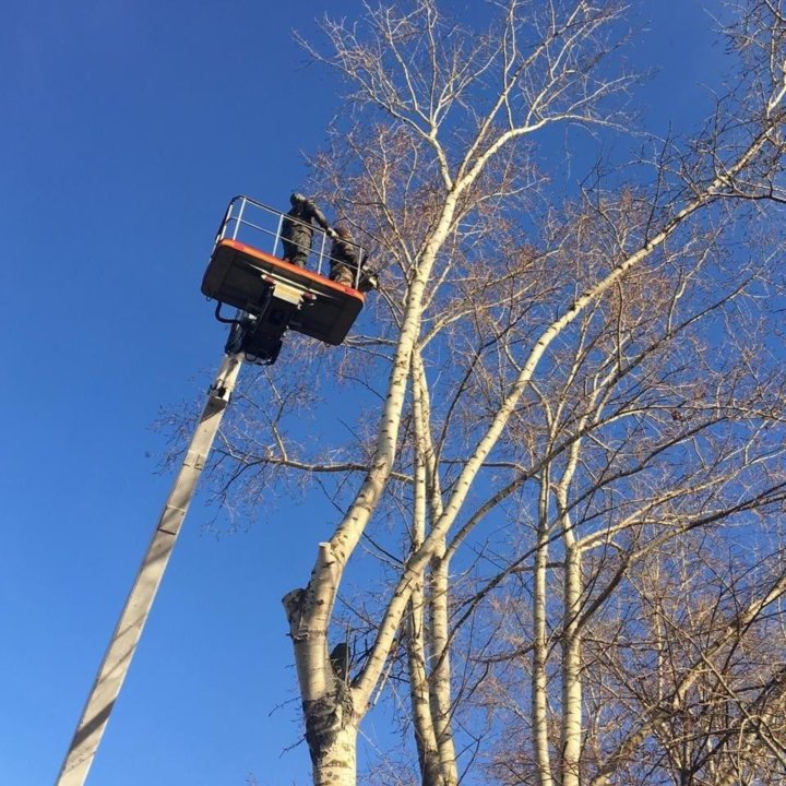 Спил деревьев