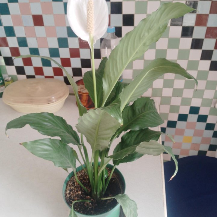 Спатифиллум Королевский, растение Женское счастье