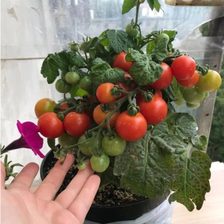Рассада томатов черри, томатов на балкон