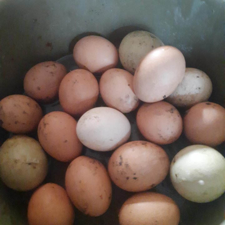 Яйца домашние гусиные,куриные ,индоутиные.