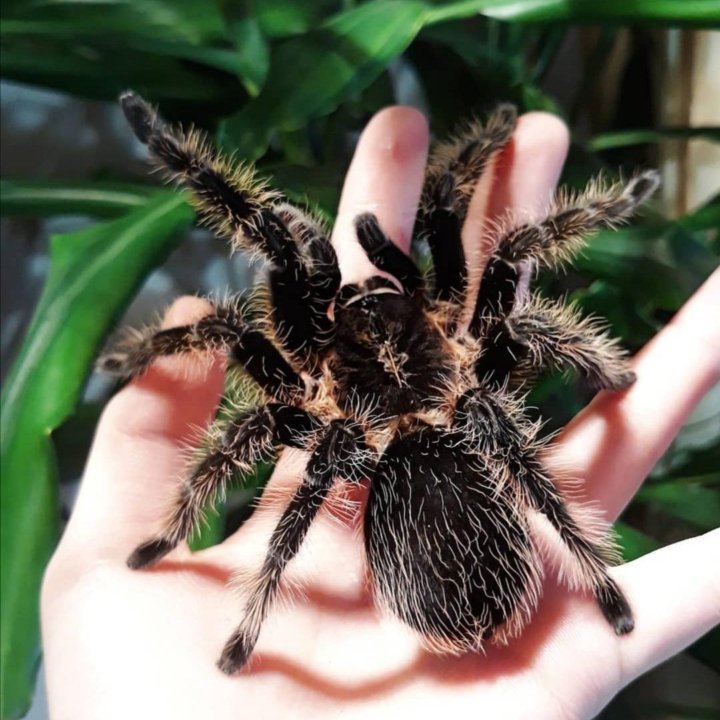 Паучата Brachypelma albopilosum