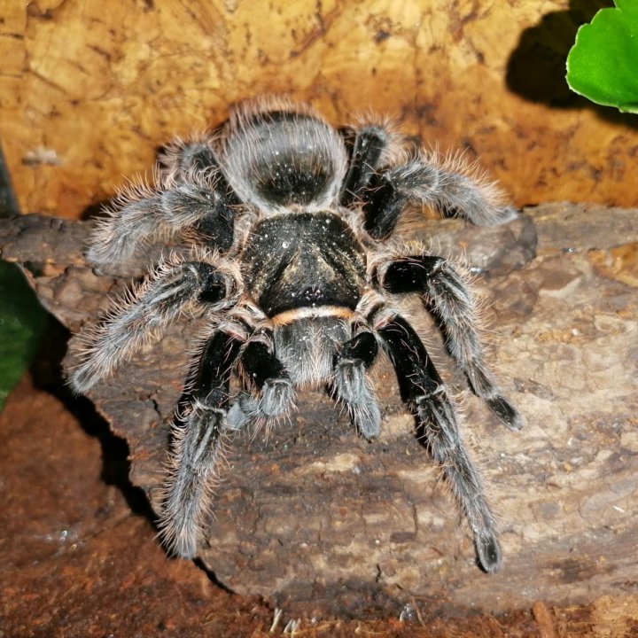 Паучата Brachypelma albopilosum