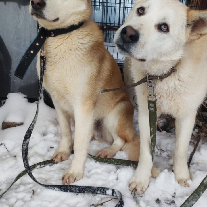 Два щенка Байкал и Буран