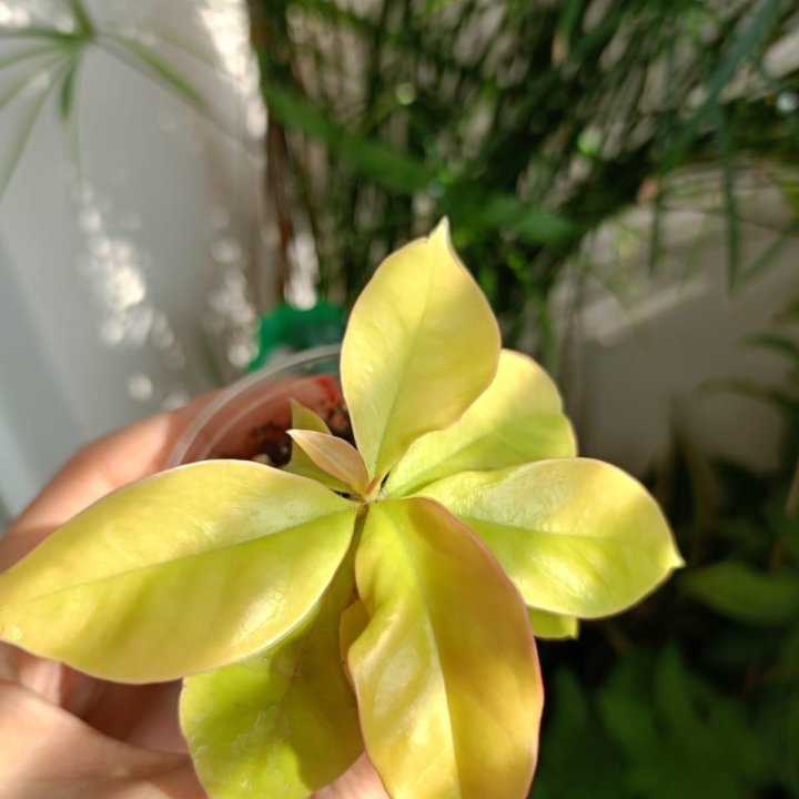 Переския листовой кактус